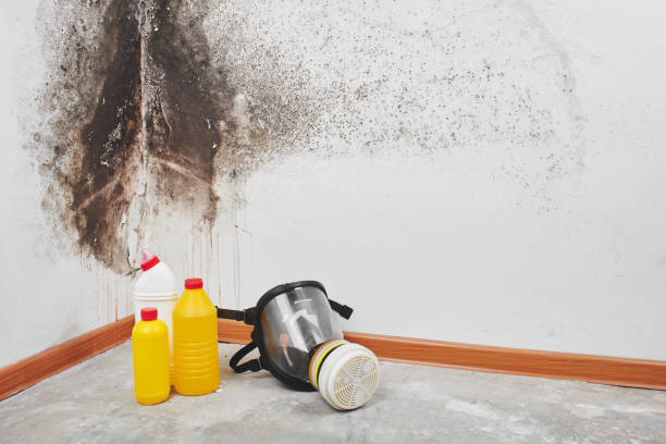 Best HVAC Mold Remediation in Ranger, TX