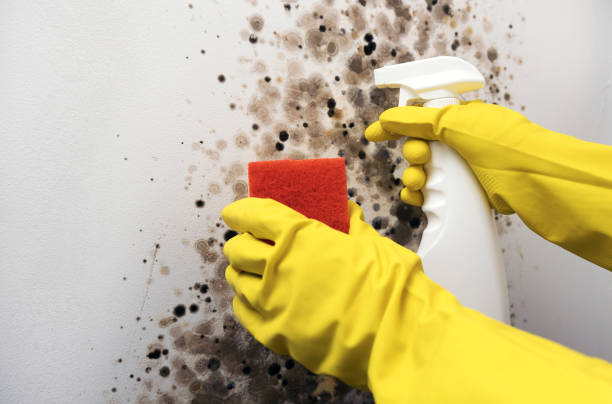 Best Insurance-Related Mold Remediation in Ranger, TX