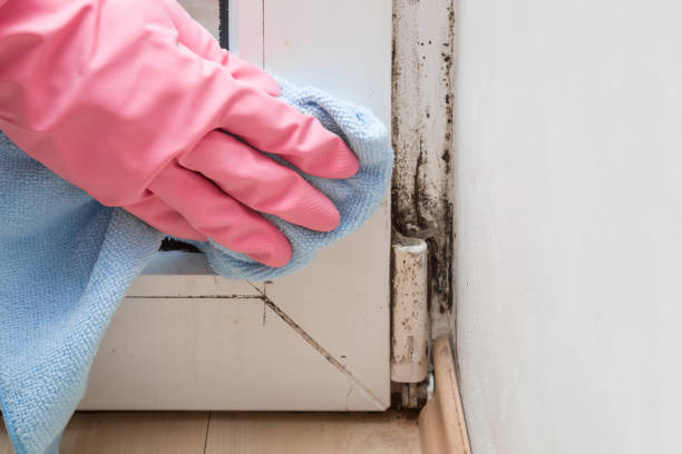 Best Localized Mold Remediation (e.g., coastal areas, humid climates) in Ranger, TX